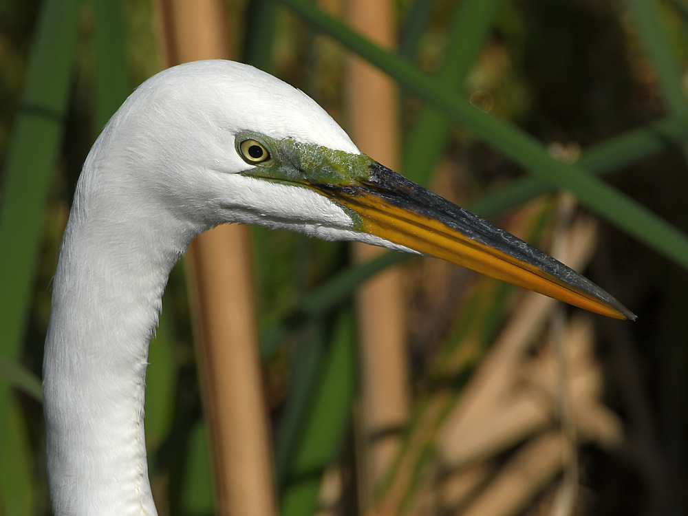 Egret3.jpg