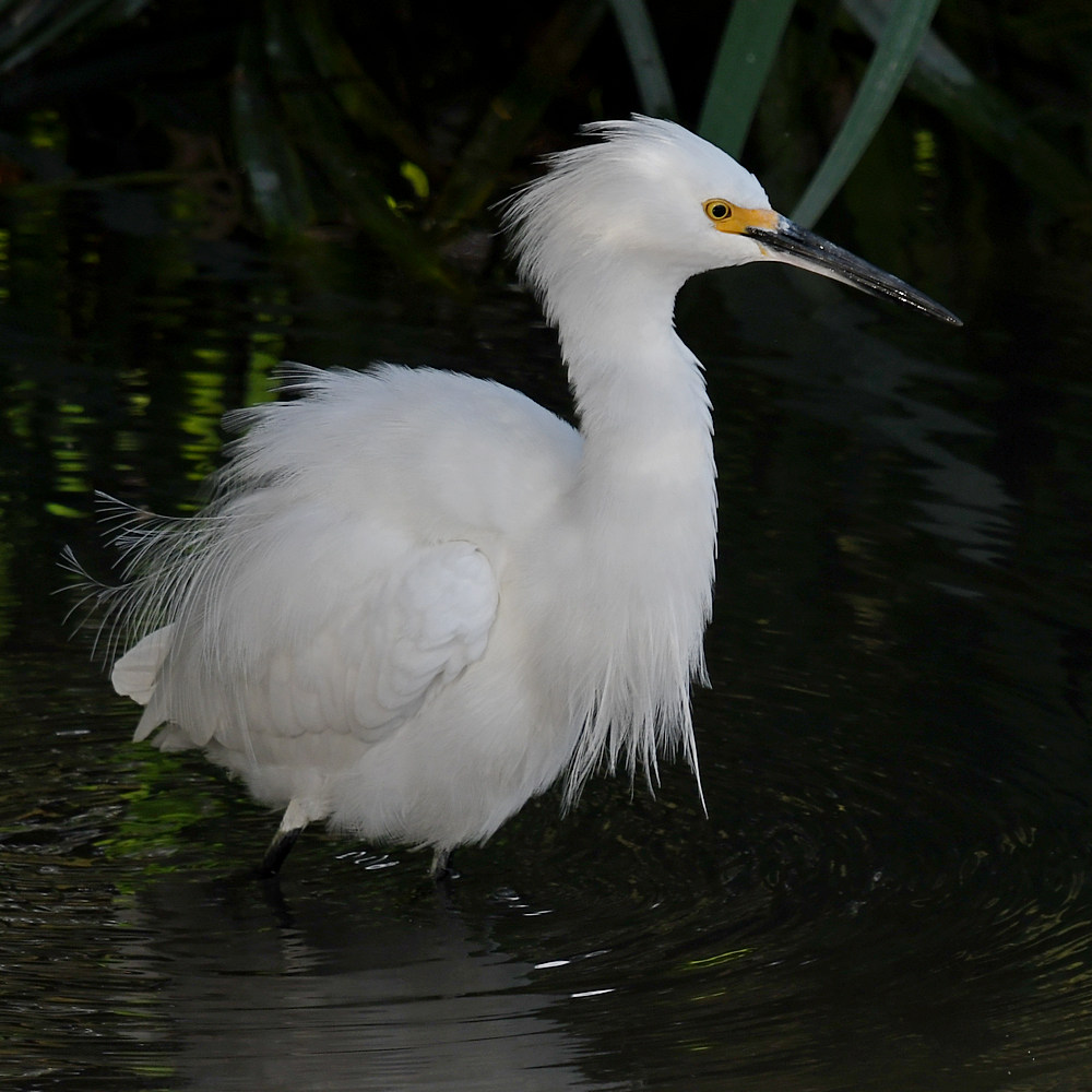 Egret3.jpg