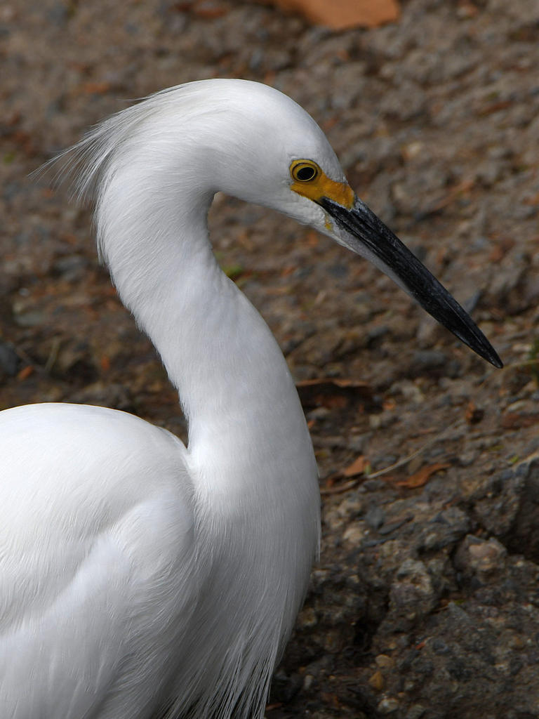 Egret3.jpg