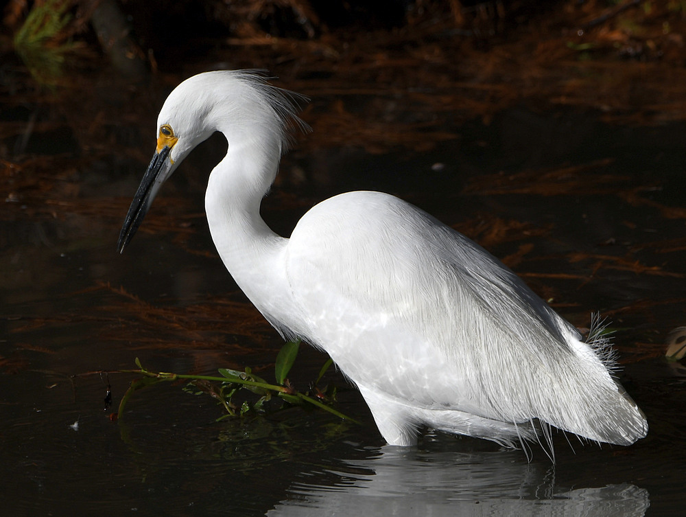 Egret3.jpg