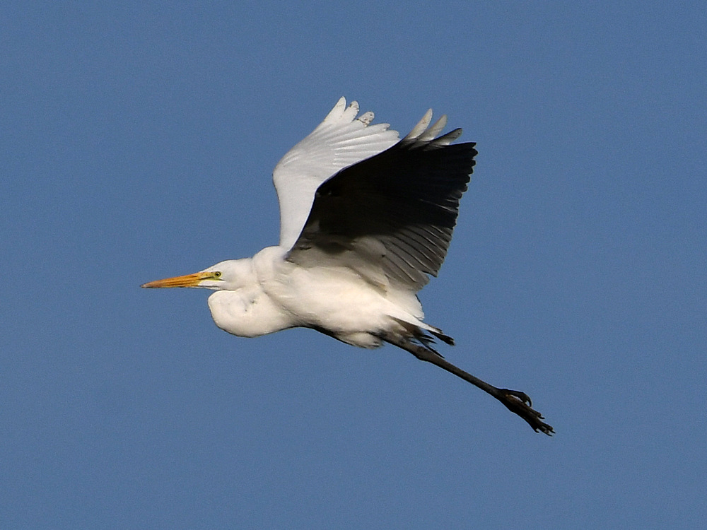 Egret3.jpg
