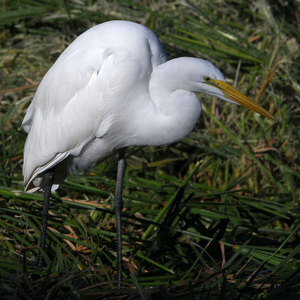 Egret3.jpg