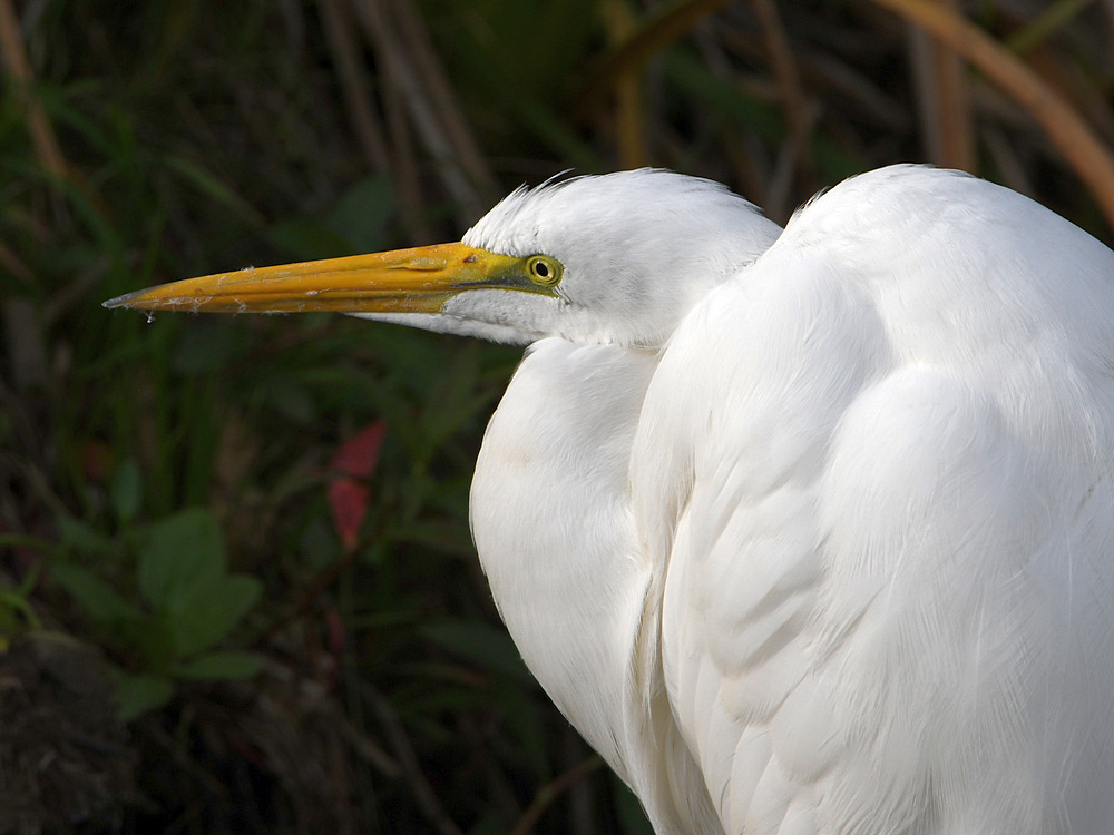Egret3.jpg