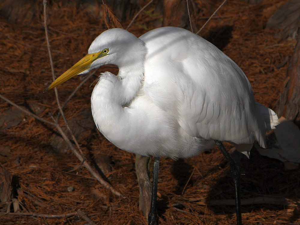 Egret3.jpg
