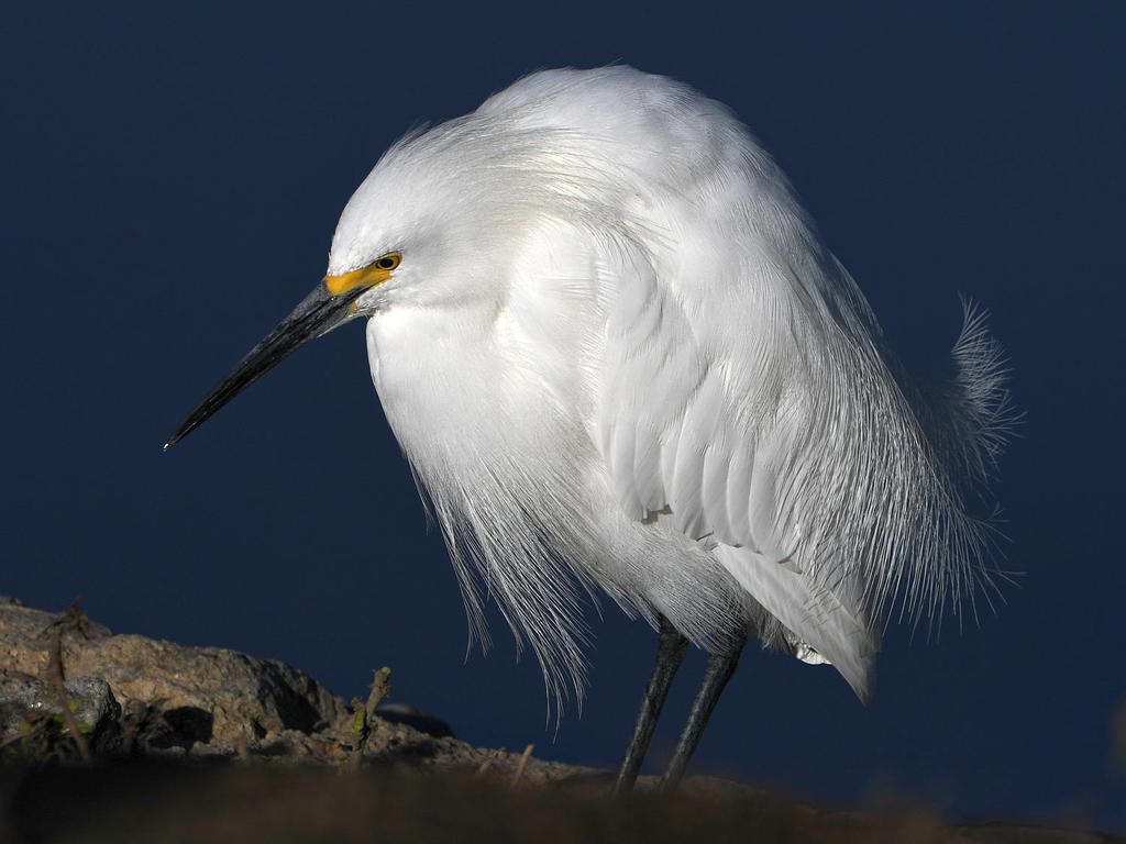 Egret3.jpg
