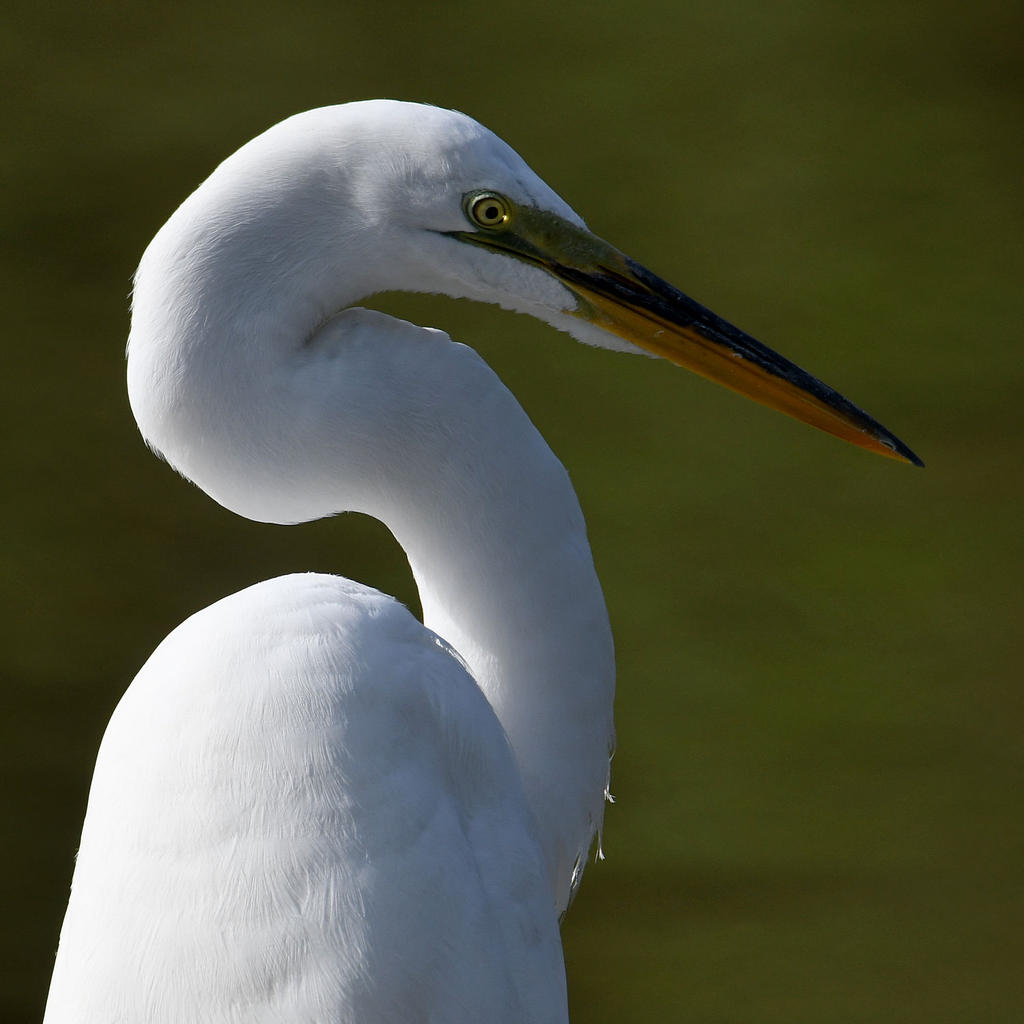 Egret3.jpg