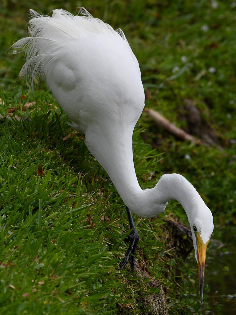 Egret3.jpg