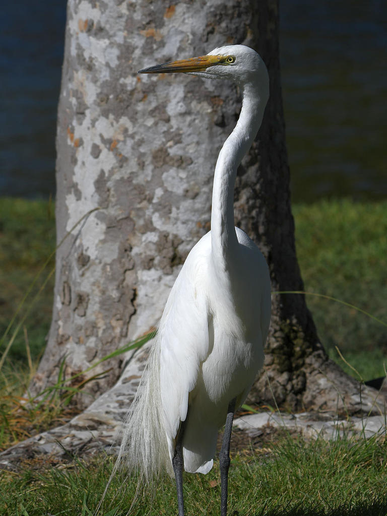 Egret3.jpg