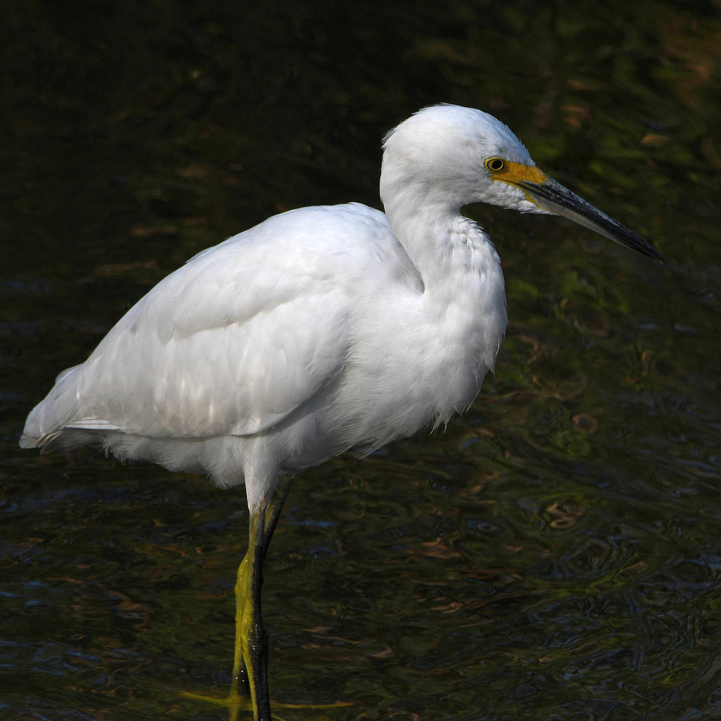 Egret3.jpg