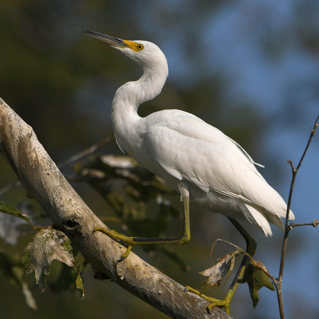 Egret3.jpg