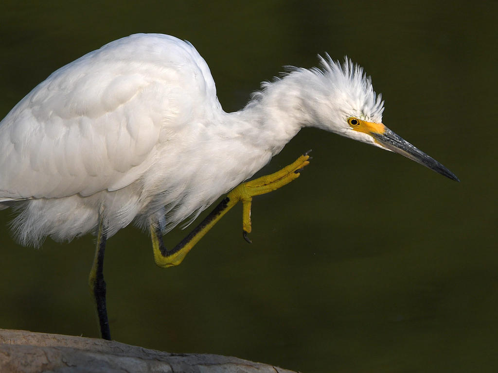 Egret3.jpg