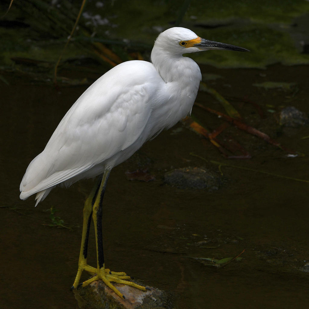 Egret3.jpg