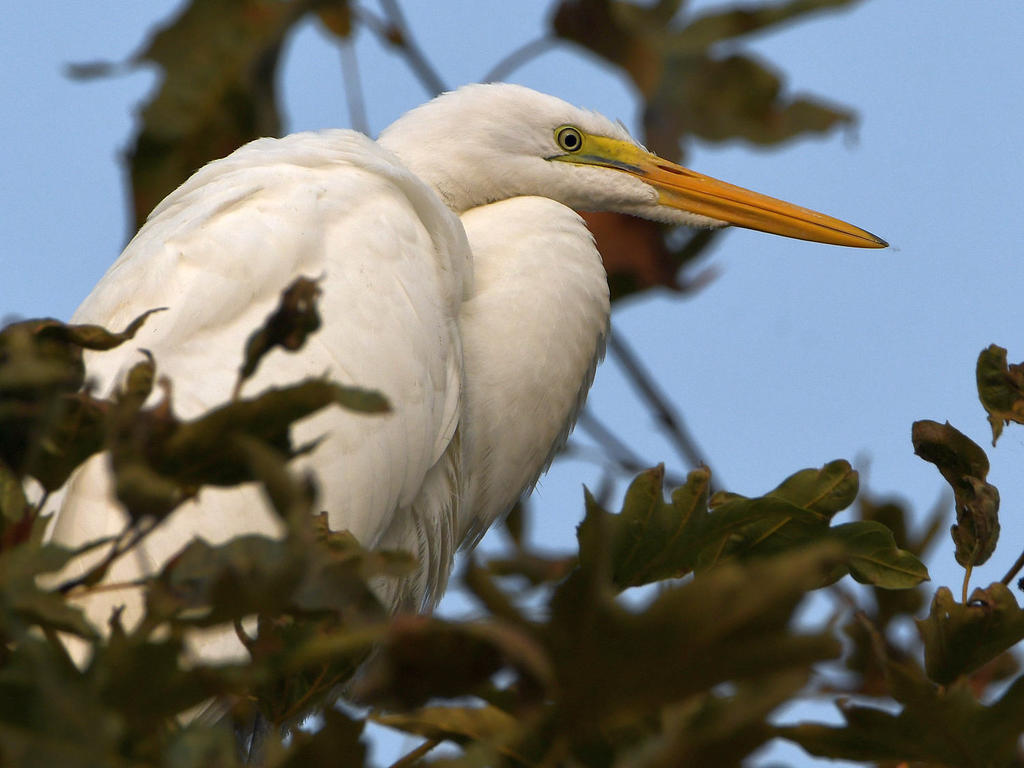 Egret3.jpg