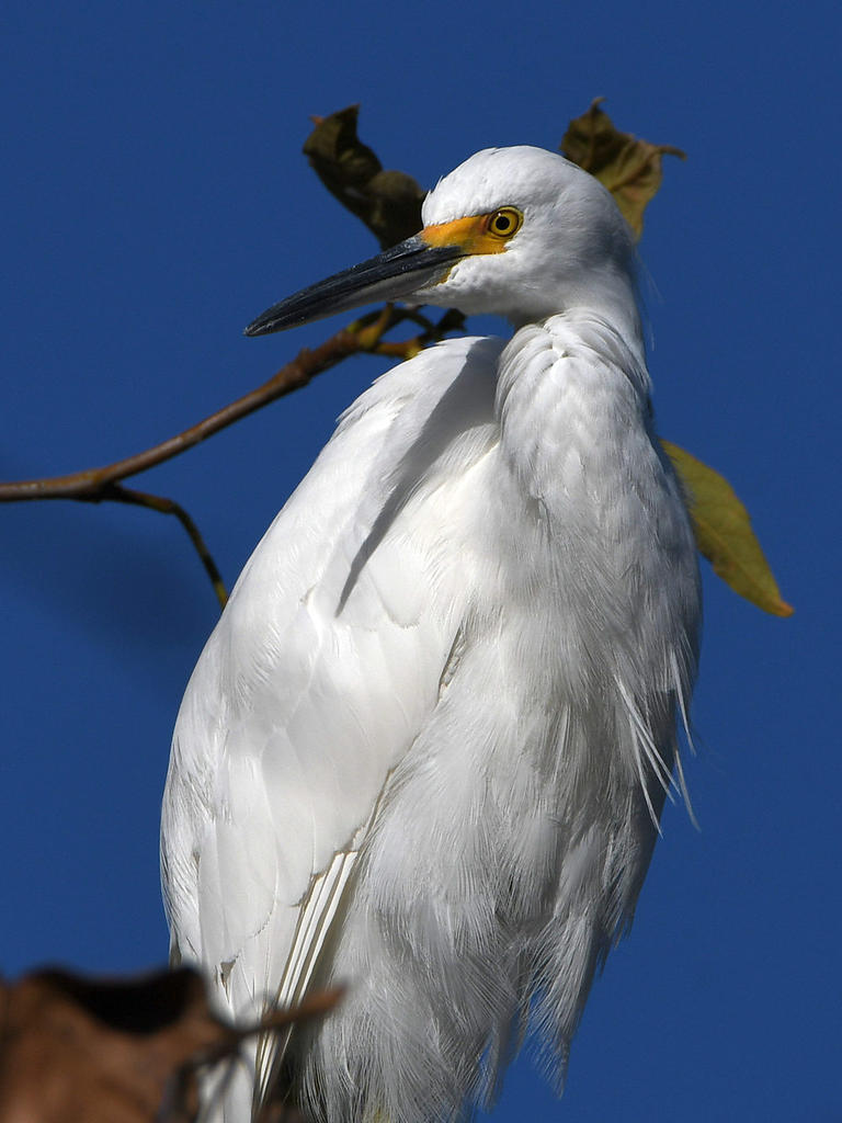 Egret3.jpg