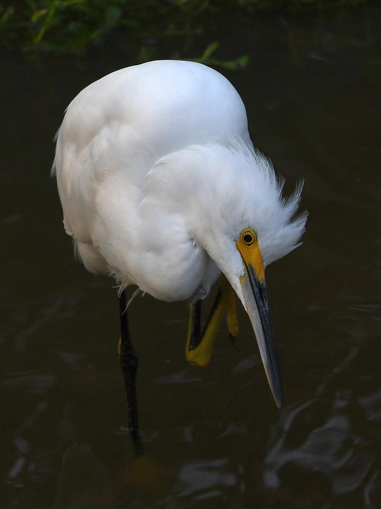 Egret3.jpg