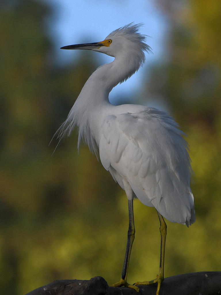 Egret3.jpg