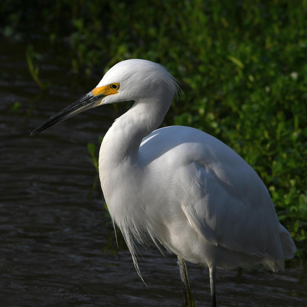 Egret3.jpg