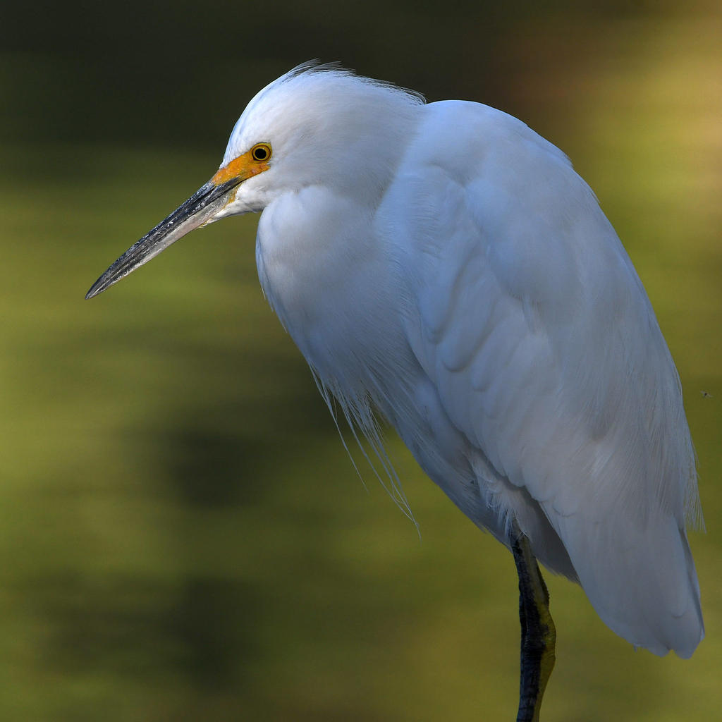 Egret3.jpg
