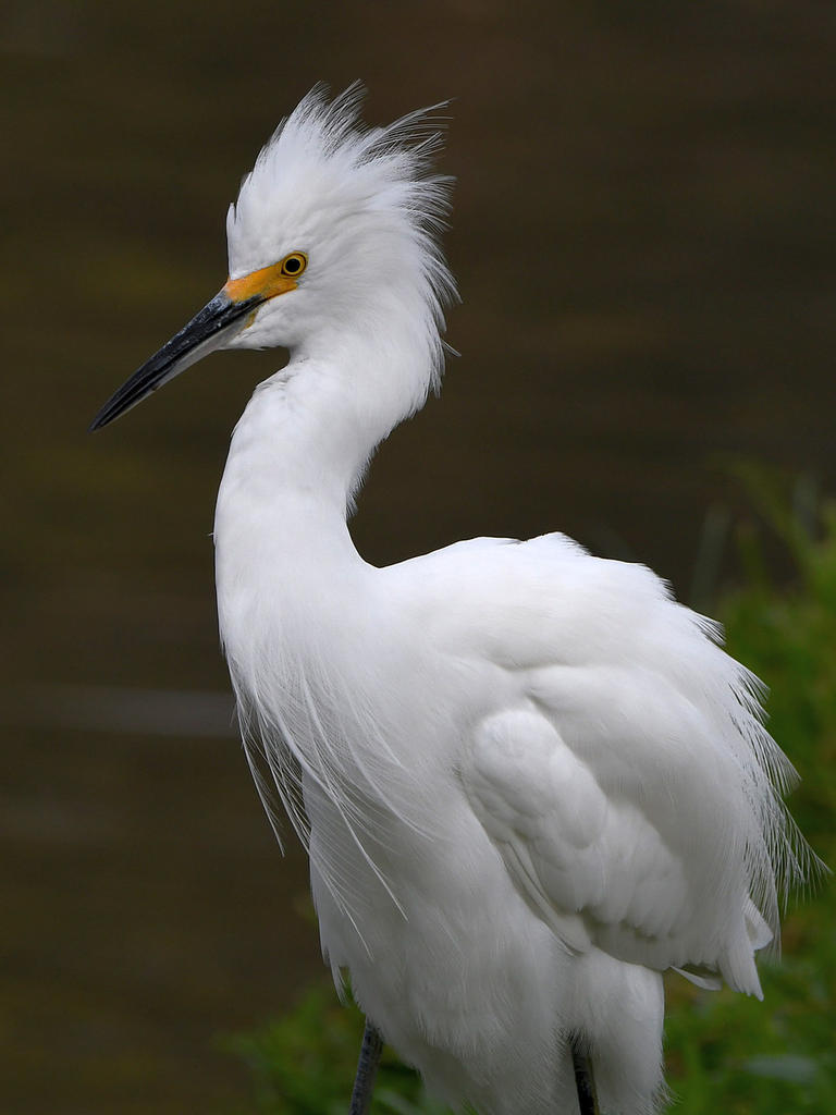 Egret3.jpg