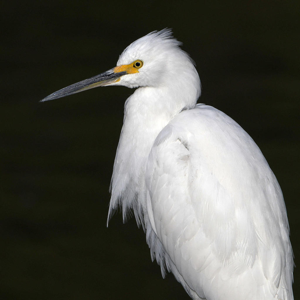 Egret3.jpg