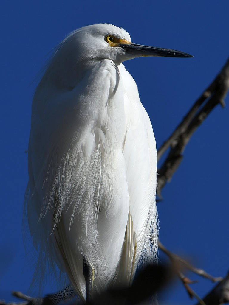 Egret3.jpg
