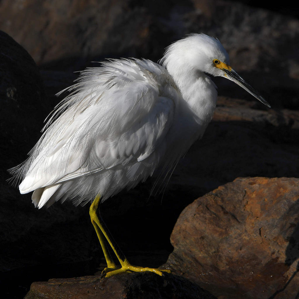 Egret3.jpg