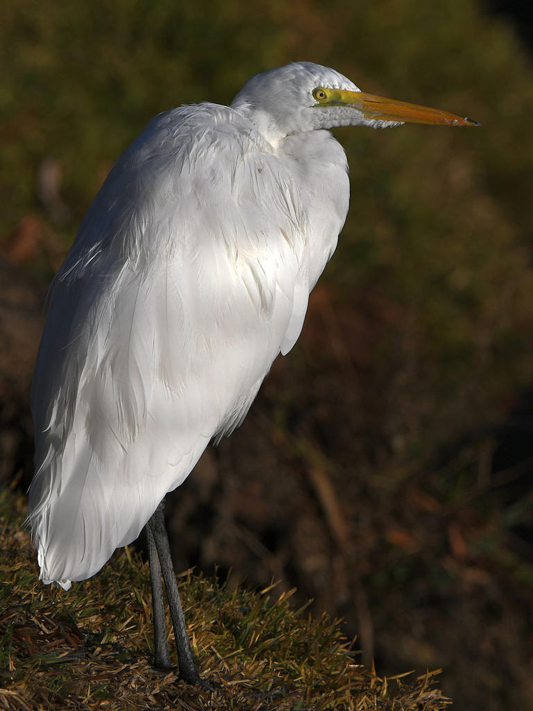Egret3.jpg