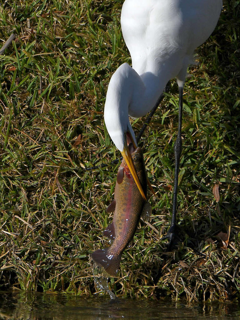 Egret3.jpg