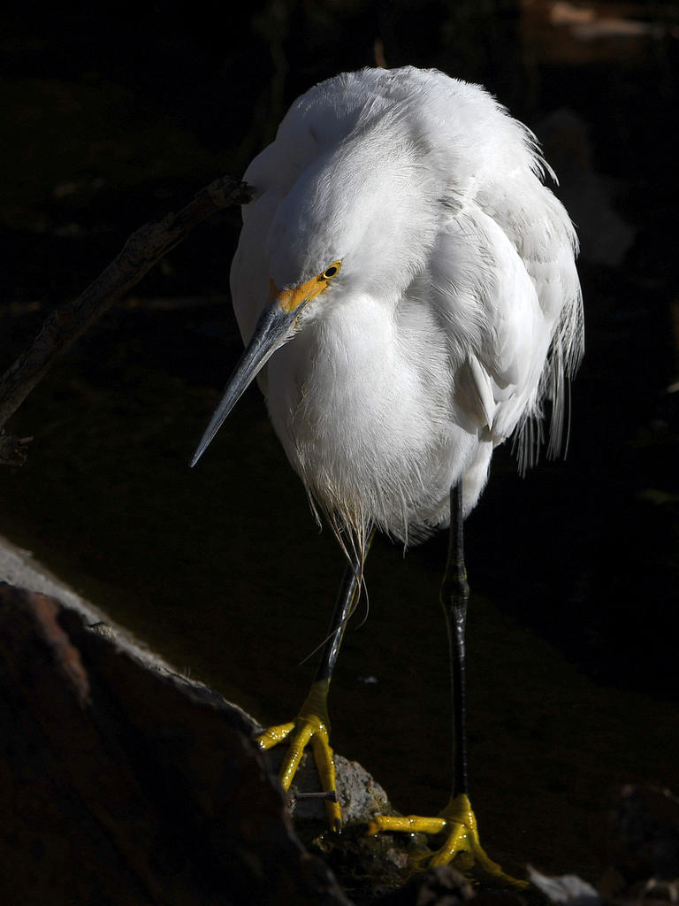 Egret3.jpg