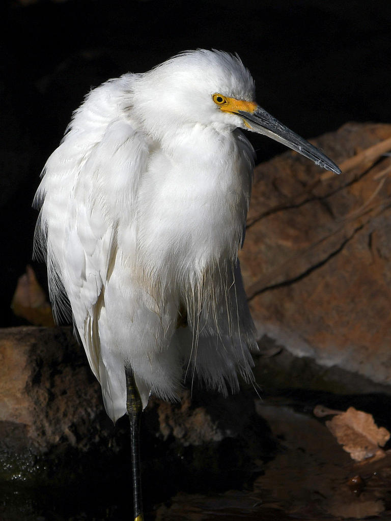 Egret3.jpg