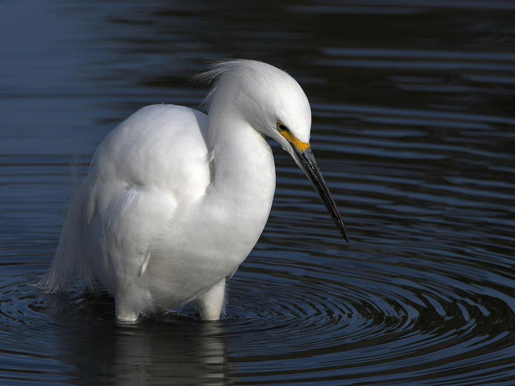 Egret3.jpg