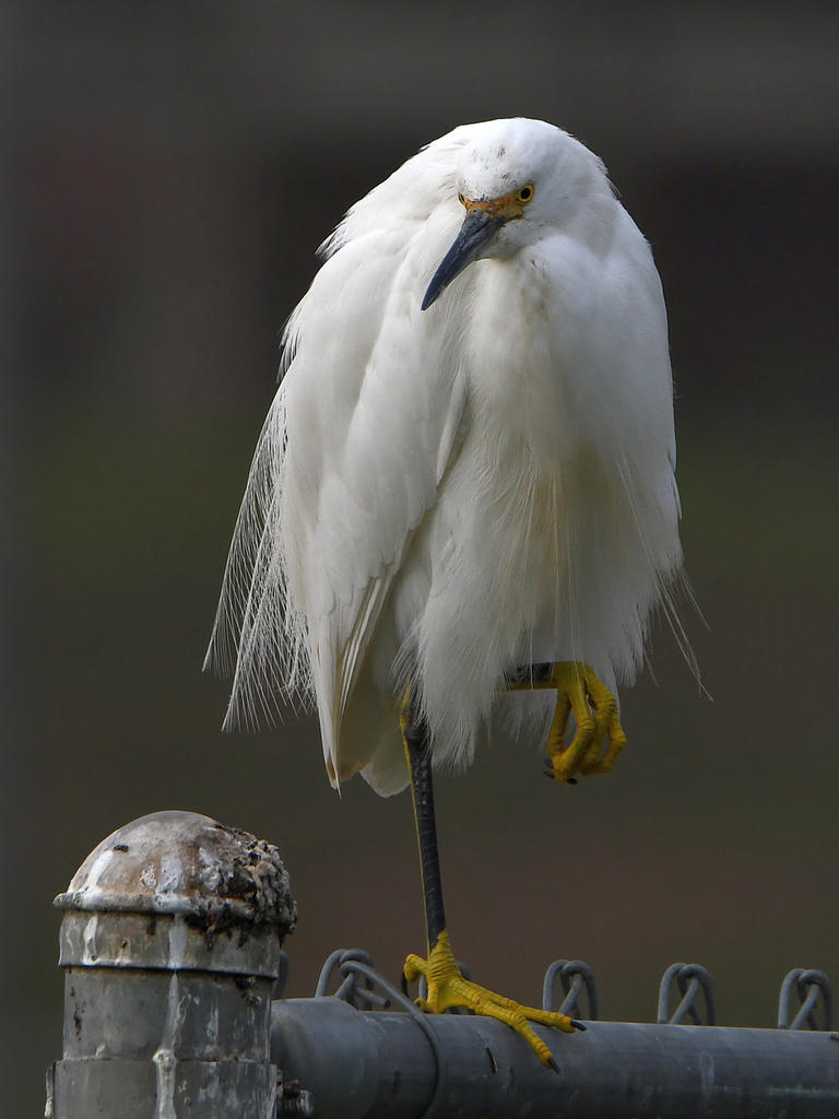 Egret3.jpg