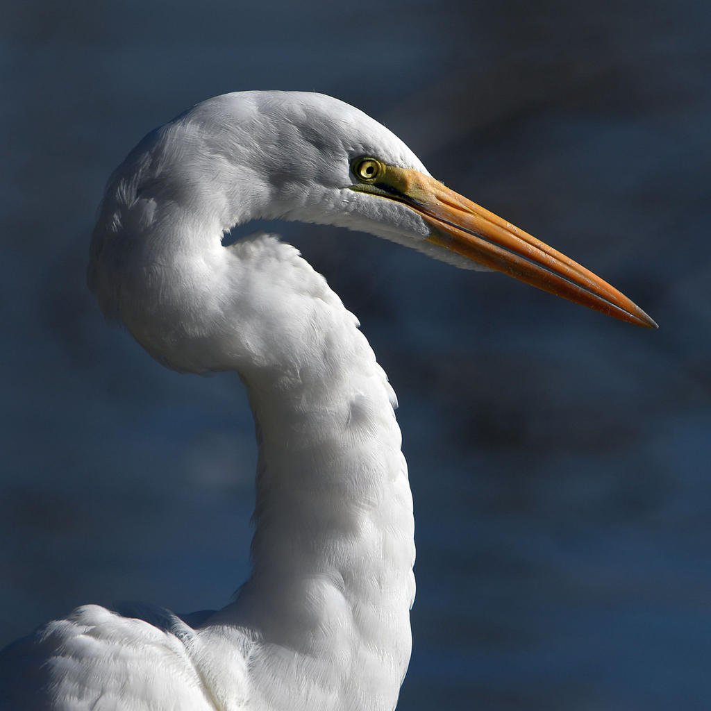 Egret3.jpg
