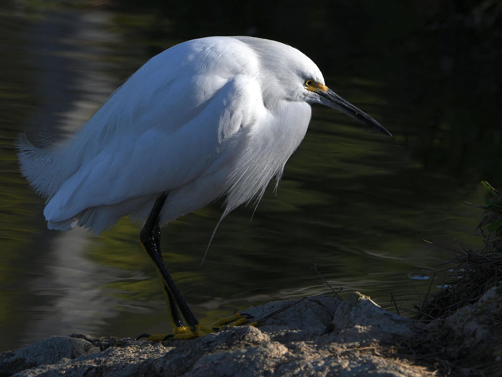 Egret3.jpg