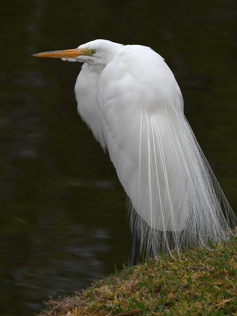 Egret3.jpg
