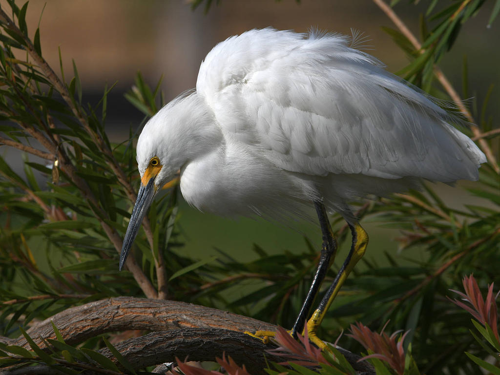 Egret3.jpg