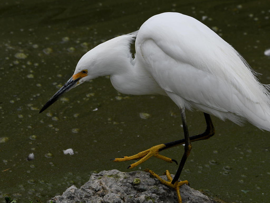 Egret3.jpg