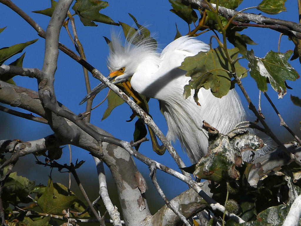 Egret3.jpg