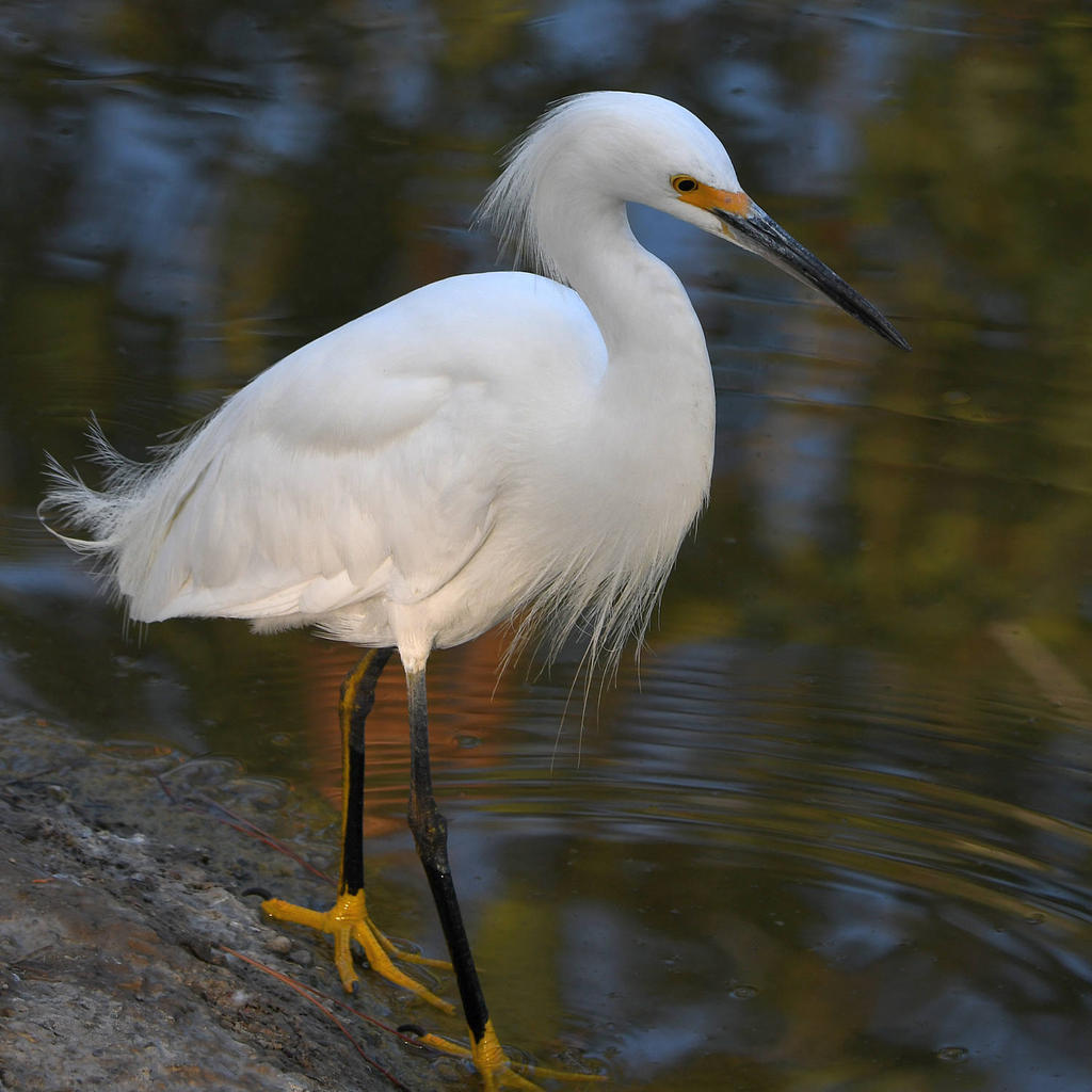 Egret3.jpg