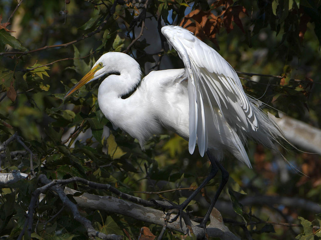 Egret3.jpg