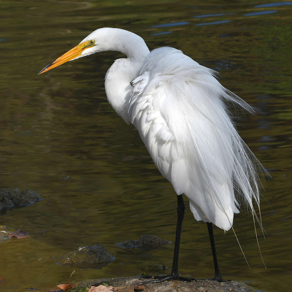 Egret3.jpg