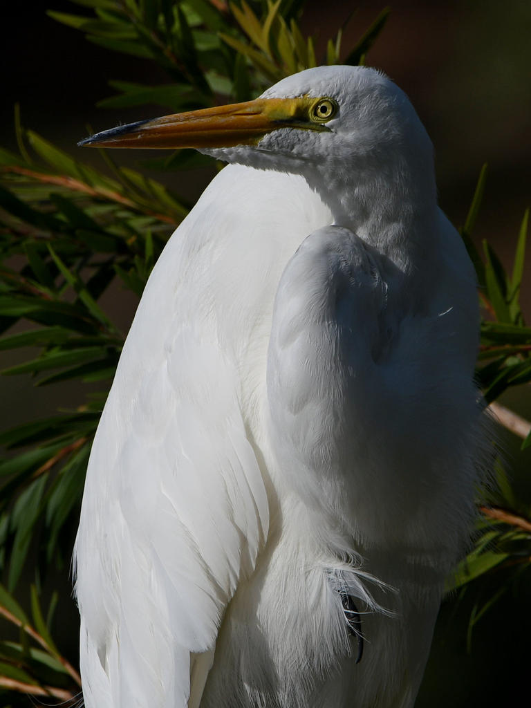 Egret3.jpg