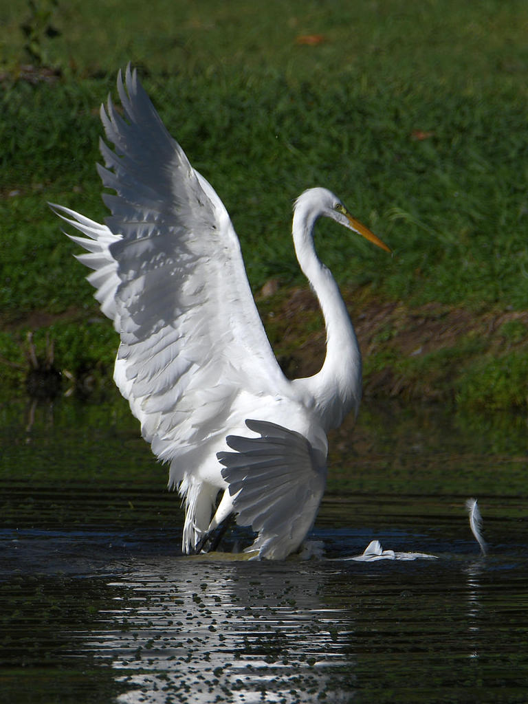 Egret3.jpg