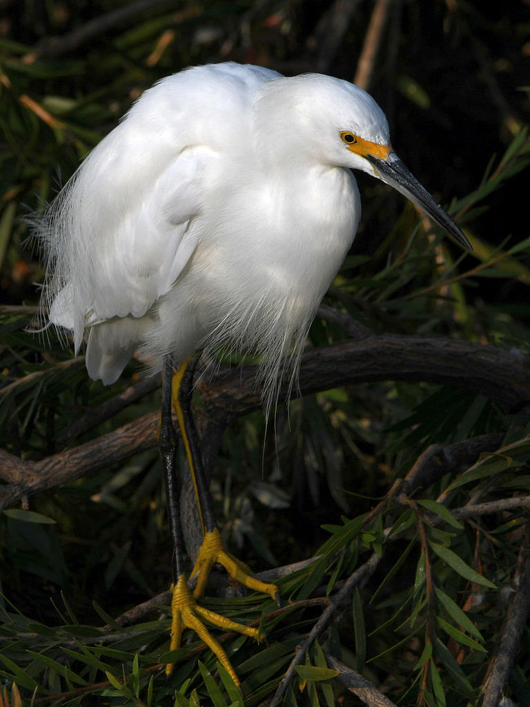 Egret3.jpg