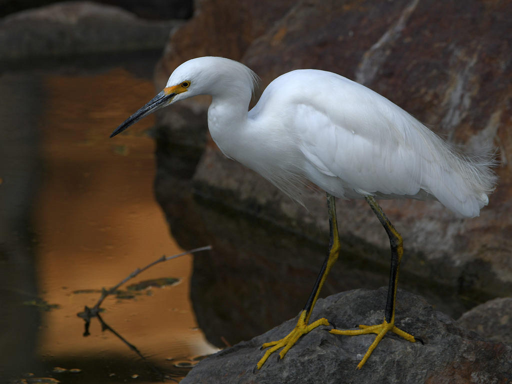 Egret3.jpg