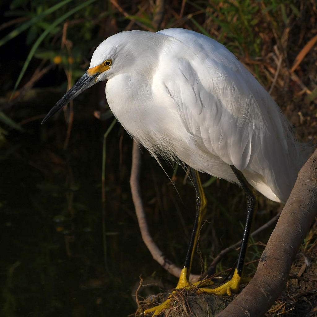 Egret3.jpg