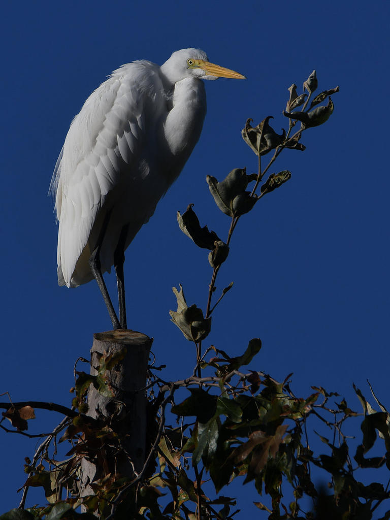 Egret3.jpg