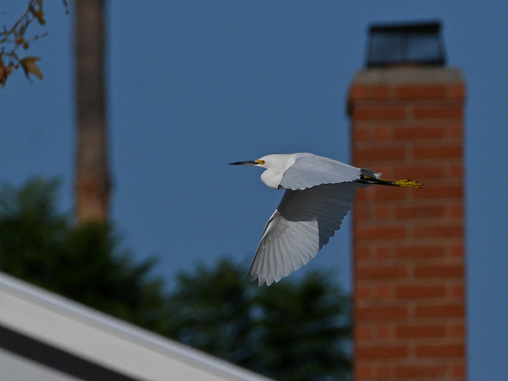 Egret3.jpg