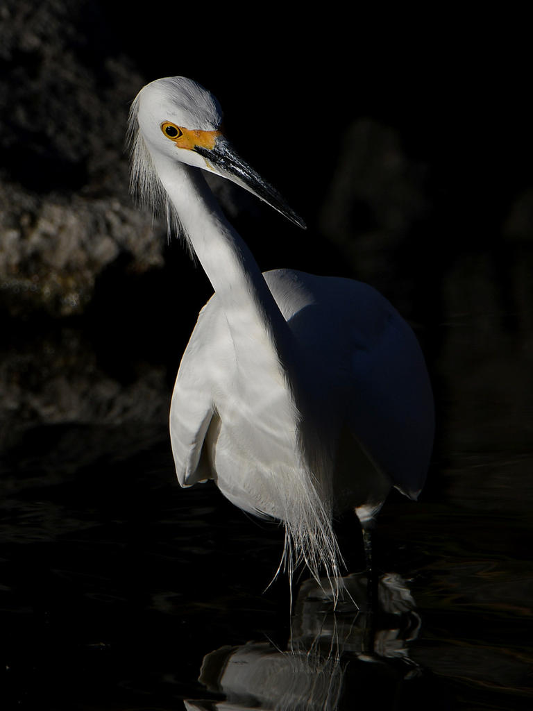 Egret3.jpg