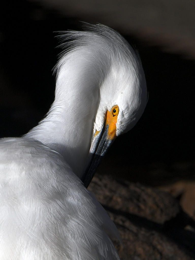 Egret3.jpg